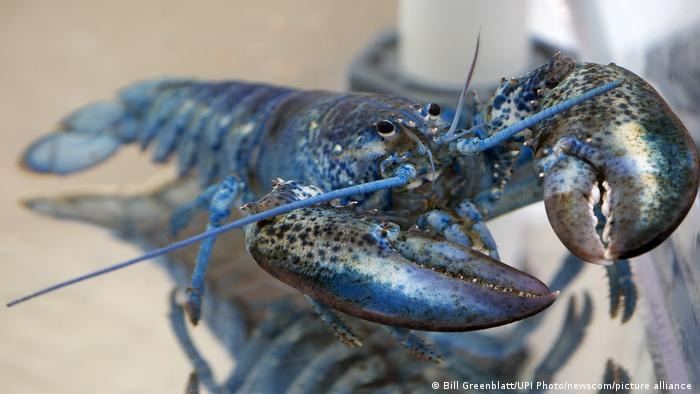A rare blue lobster, caught in the Atlantic, and delivered to Arnold's Lobster & Clam Bar on Cape Cod, now has a new home at the St. Louis Aquarium at Union Station in St. Louis on Thursday July 11, 2019. The one-in-every two-million mutation won't be cooked by the popular eatery but donated to St. Louis in honor of the St. Louis Blues' Stanley Cup win. The lobster now has the name of Stanley